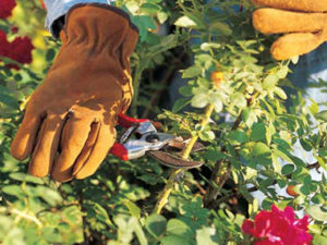 pruning-roses