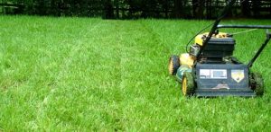 top-10-summer-lawn-care