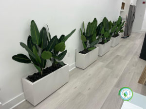 Interior Landscaping