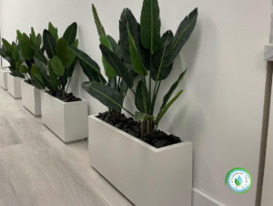 Interior Landscaping