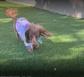 Artificial Grass and Dogs