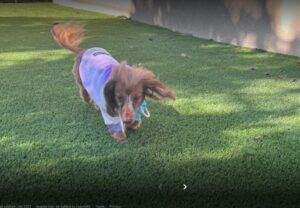 Artificial Grass and Dogs