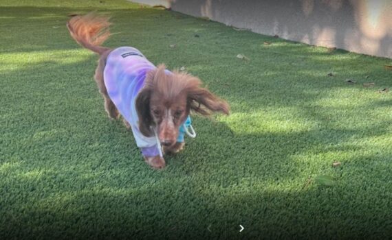 Artificial Grass and Dogs