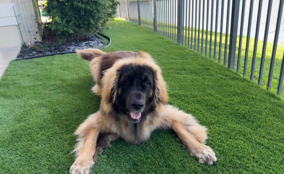 Synthetic Turf and pets