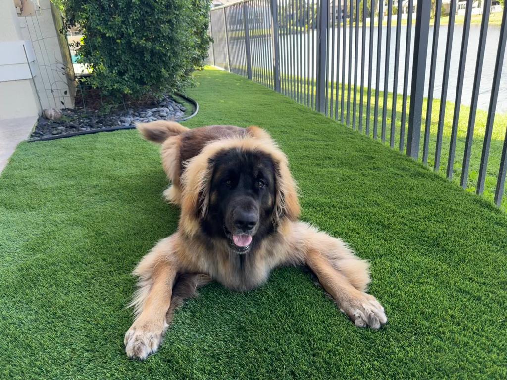 Synthetic Turf and pets